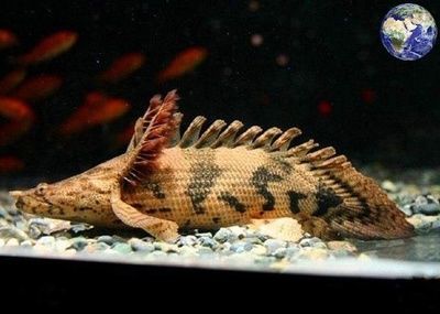恐龍魚觀賞魚：恐龍魚一般可以活20年或更久牙鯊，恐龍魚的壽命與體型