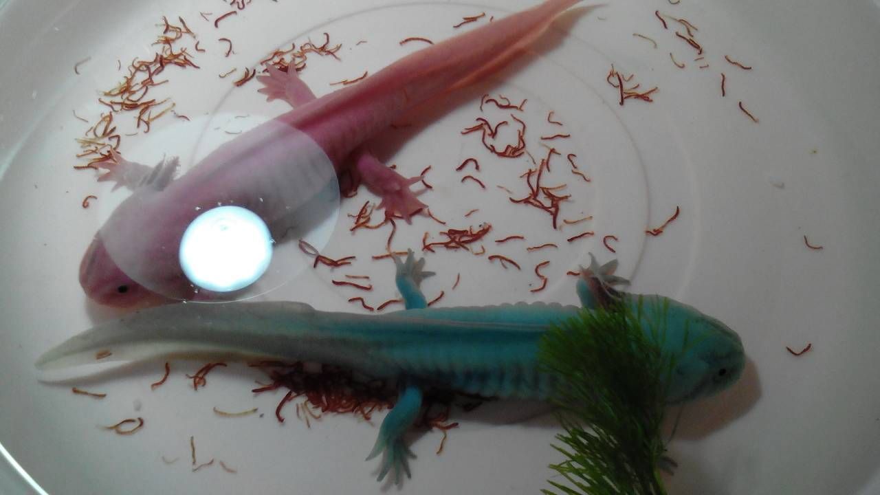 恐龍魚觀賞魚：恐龍魚一般可以活20年或更久牙鯊，恐龍魚的壽命與體型
