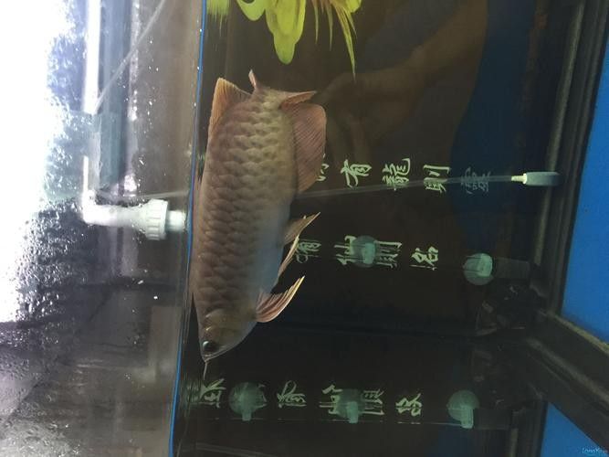 龍魚黃燈和白燈區別圖片