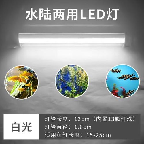 龍魚黃燈和白燈區別圖片