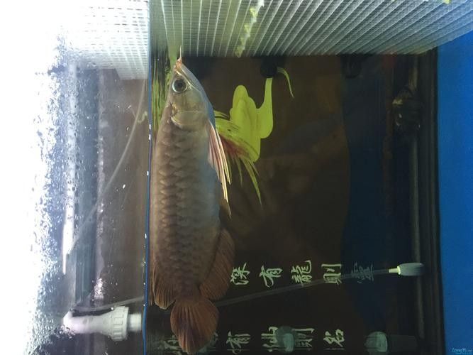 龍魚黃燈和白燈區別圖片