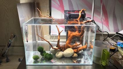 龍魚缸鋪沙：養(yǎng)龍魚可以在缸中鋪沙嗎？