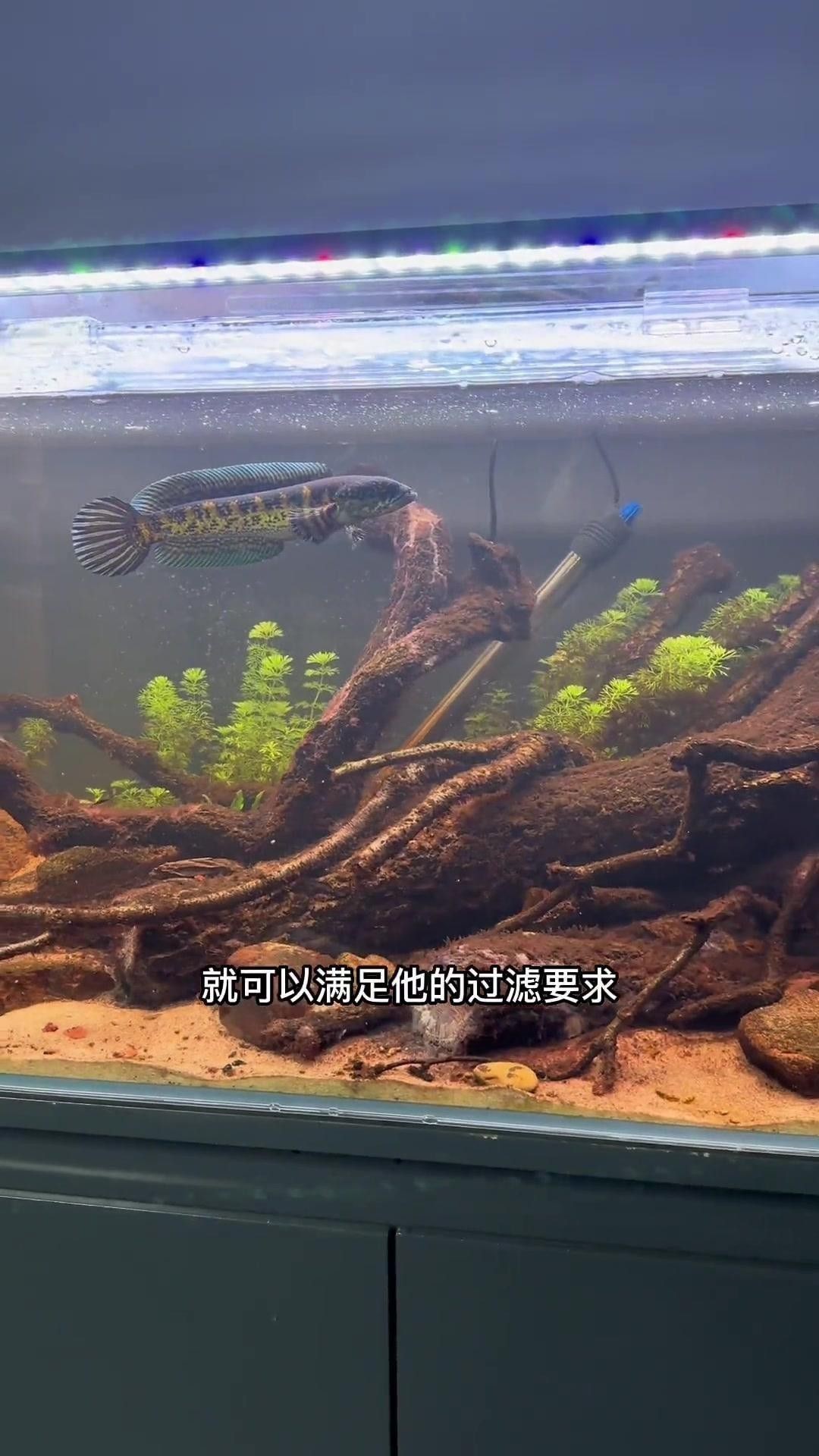 雷龍魚適合新手飼養嗎？