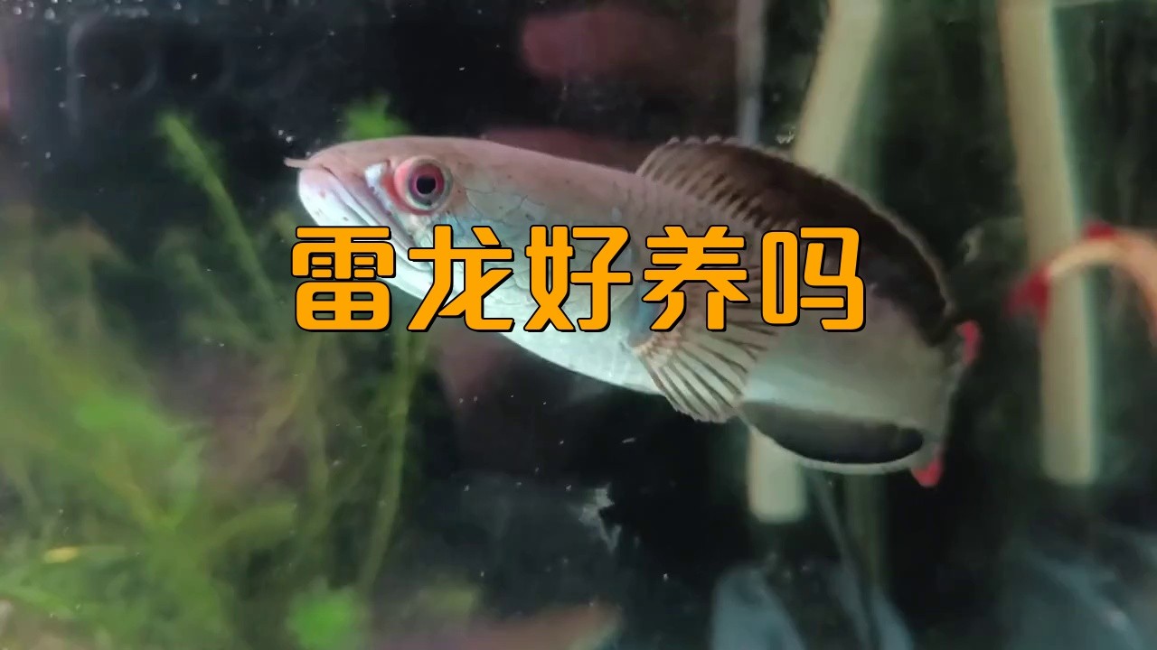 雷龍魚適合新手飼養嗎？