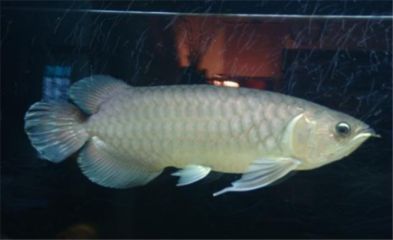 青龍魚喂食（青龍魚喂食后水質管理技巧）