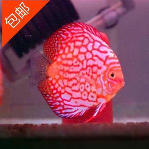 七彩燕和龍魚理論上是可以混養(yǎng)的，但實(shí)踐中需謹(jǐn)慎處理：七彩燕和龍魚理論上是可以混養(yǎng)的，但實(shí)踐中需要謹(jǐn)慎處理 七彩燕和龍魚理論上是可以混養(yǎng)的，但實(shí)踐中需謹(jǐn)慎處理：七彩燕和龍魚理論上是可以混養(yǎng)的，但實(shí)踐中需要謹(jǐn)慎處理 龍魚百科 第1張