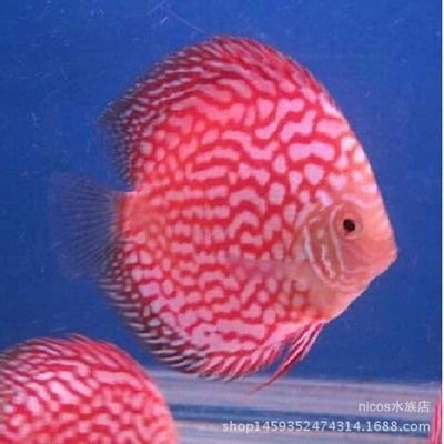 七彩燕和龍魚理論上是可以混養(yǎng)的，但實(shí)踐中需謹(jǐn)慎處理：七彩燕和龍魚理論上是可以混養(yǎng)的，但實(shí)踐中需要謹(jǐn)慎處理 七彩燕和龍魚理論上是可以混養(yǎng)的，但實(shí)踐中需謹(jǐn)慎處理：七彩燕和龍魚理論上是可以混養(yǎng)的，但實(shí)踐中需要謹(jǐn)慎處理 龍魚百科 第2張