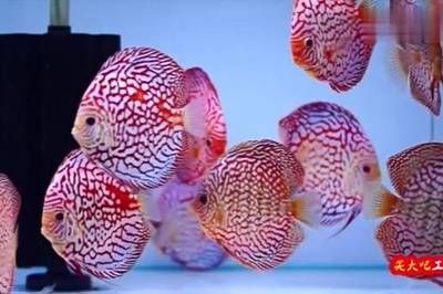 七彩燕和龍魚理論上是可以混養(yǎng)的，但實(shí)踐中需謹(jǐn)慎處理：七彩燕和龍魚理論上是可以混養(yǎng)的，但實(shí)踐中需要謹(jǐn)慎處理 七彩燕和龍魚理論上是可以混養(yǎng)的，但實(shí)踐中需謹(jǐn)慎處理：七彩燕和龍魚理論上是可以混養(yǎng)的，但實(shí)踐中需要謹(jǐn)慎處理 龍魚百科 第3張