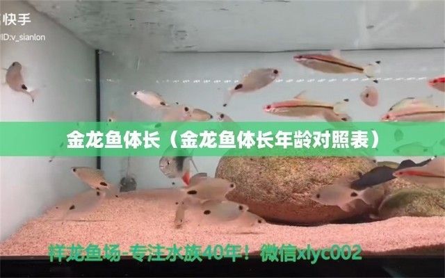 金龍魚體長年齡對照表：金龍魚體長與年齡的對應關系