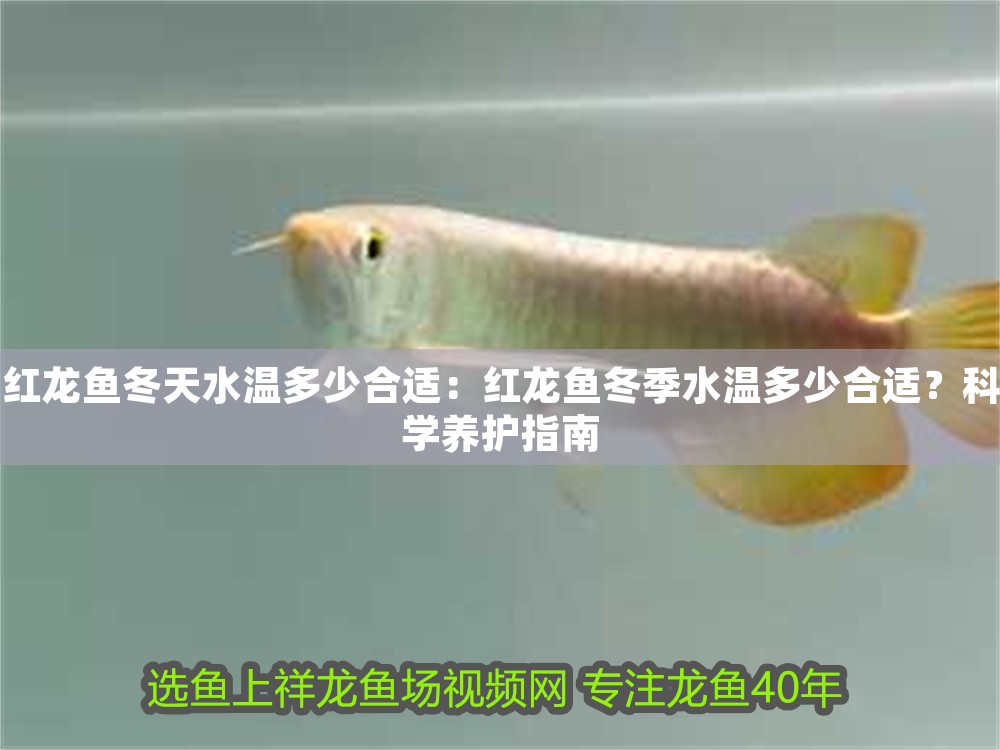 紅龍魚冬天水溫多少合適：紅龍魚冬季水溫多少合適？科學(xué)養(yǎng)護(hù)指南 紅龍魚冬天水溫多少合適：紅龍魚冬季水溫多少合適？科學(xué)養(yǎng)護(hù)指南 龍魚百科 第1張