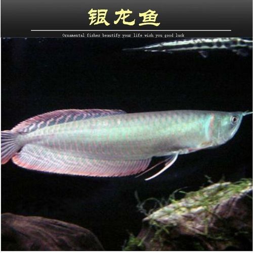 銀龍魚不加溫可以養(yǎng)嗎