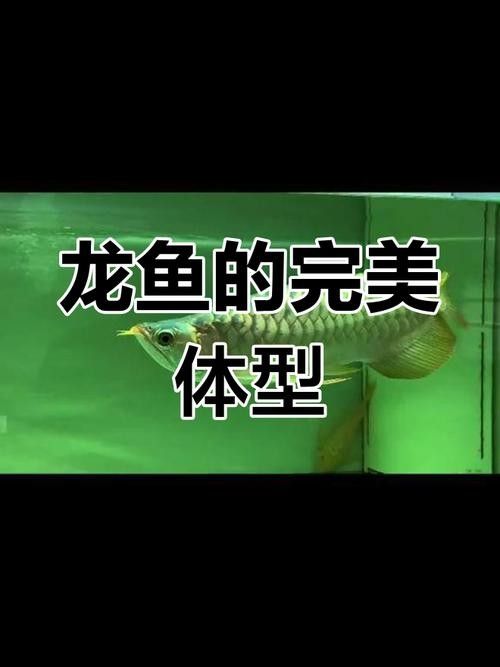 龍魚公母圖
