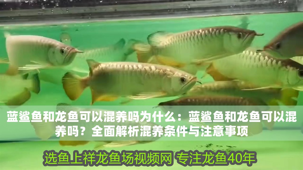 藍鯊魚和龍魚可以混養嗎為什么：藍鯊魚和龍魚可以混養嗎？全面解析混養條件與注意事項 藍鯊魚和龍魚可以混養嗎為什么：藍鯊魚和龍魚可以混養嗎？全面解析混養條件與注意事項 龍魚百科 第1張
