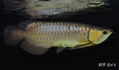 金龍魚藍底好還是金底好看，看完你就知道了：金龍魚藍底好還是金底好看藍底金龍魚好看