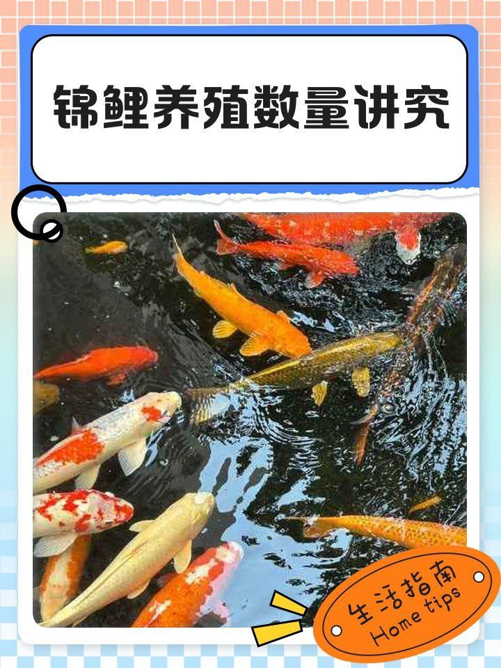 錦鯉養6條好還是7條好