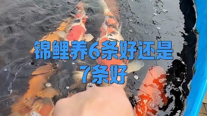 錦鯉養6條好還是7條好