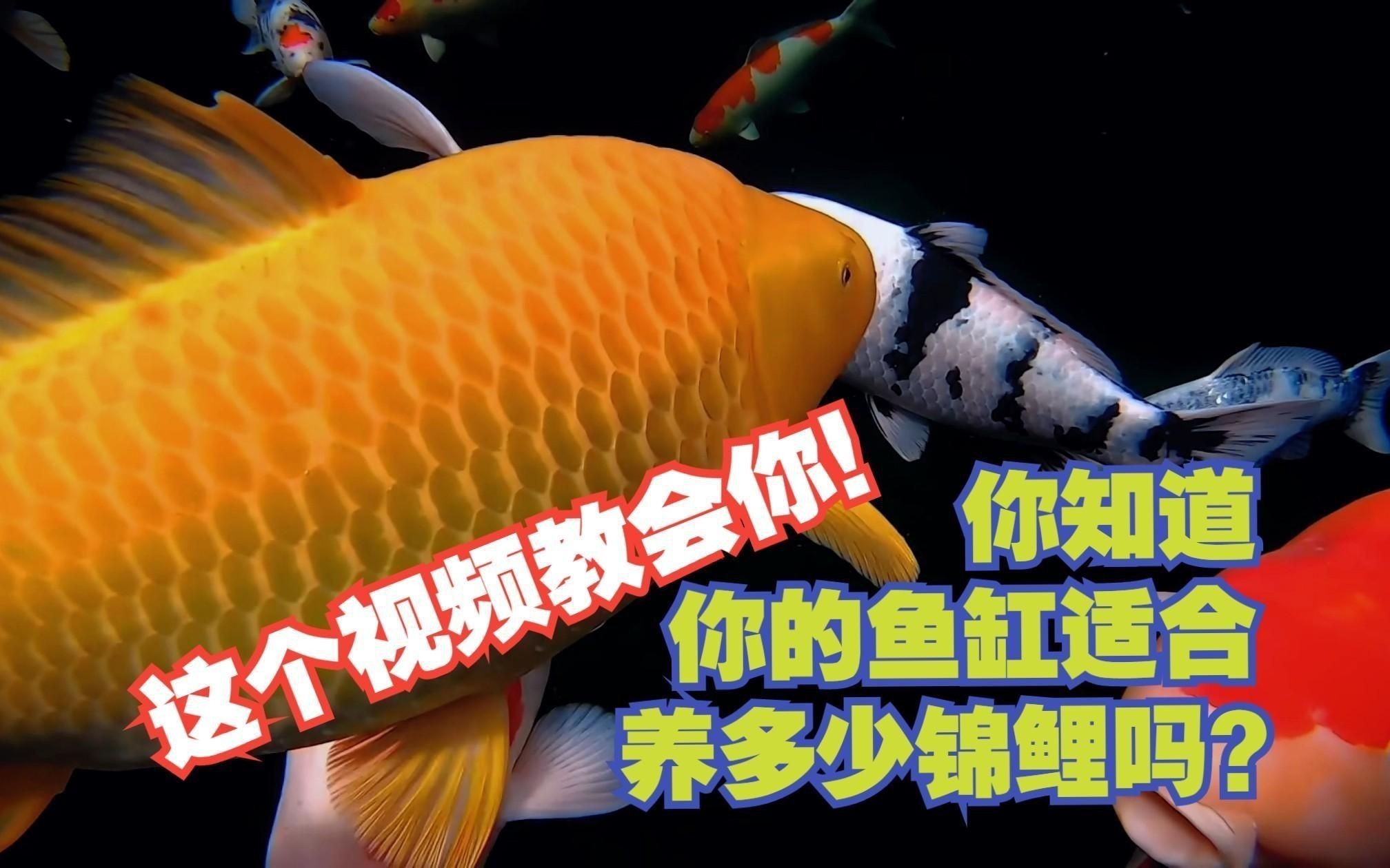 錦鯉養6條好還是7條好