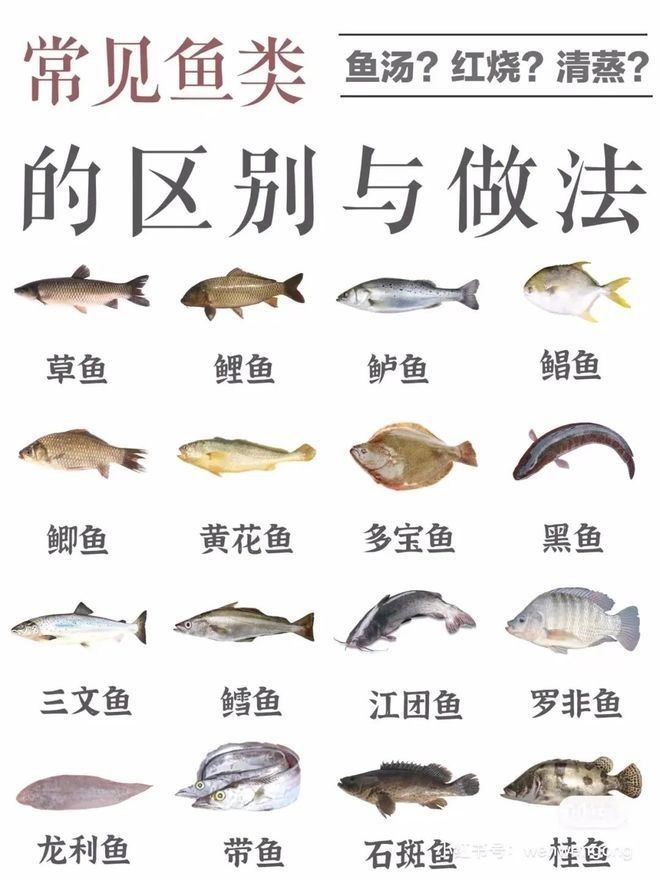 黃公龍魚營養價值及功效與作用