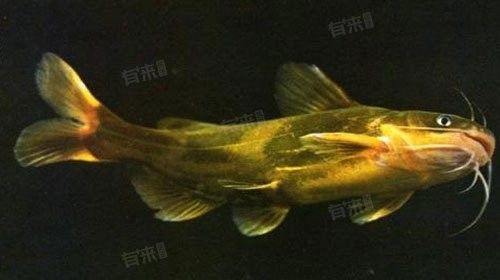 黃公龍魚營養價值及功效與作用