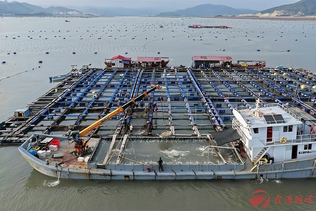 黃公龍魚營養價值及功效與作用