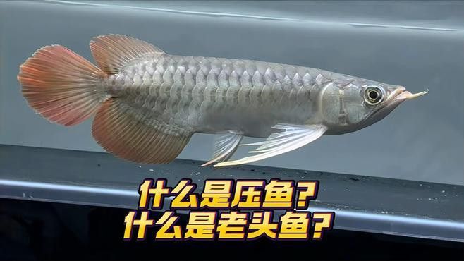 大湖紅龍魚長(zhǎng)大視頻大全圖片