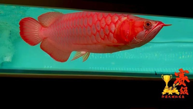 大湖紅龍魚長(zhǎng)大視頻大全圖片