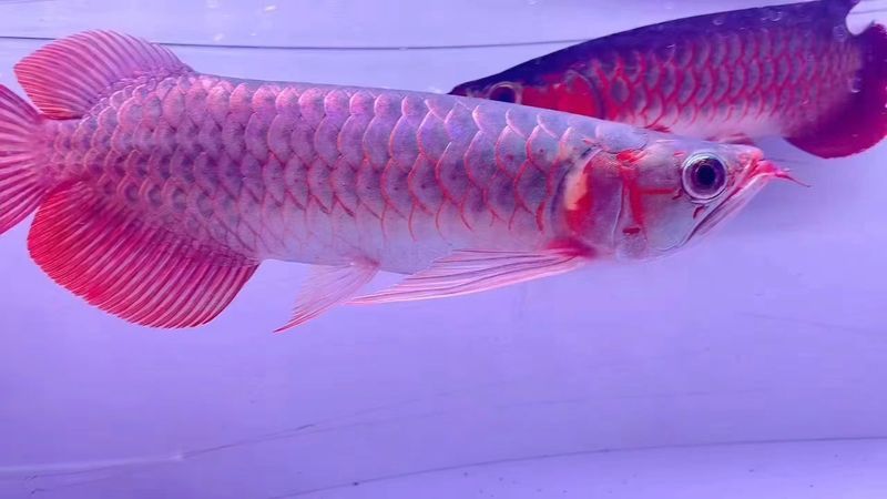 大湖紅龍魚長(zhǎng)大視頻大全圖片