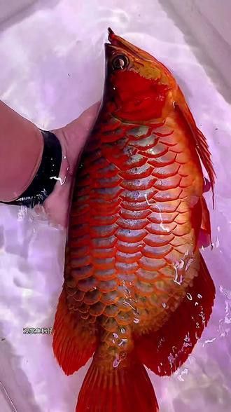 大湖紅龍魚長(zhǎng)大視頻大全圖片