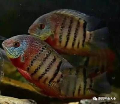 虎斑菠蘿和龍魚混養需要注意一些事項，混養的可能性：虎斑菠蘿和龍魚可以混養嗎？ 虎斑菠蘿和龍魚混養需要注意一些事項，混養的可能性：虎斑菠蘿和龍魚可以混養嗎？ 龍魚百科 第3張