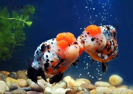 金龍魚頭部有綠苔：金龍魚頭部有綠苔怎么辦 金龍魚頭部有綠苔：金龍魚頭部有綠苔怎么辦 龍魚百科 第3張