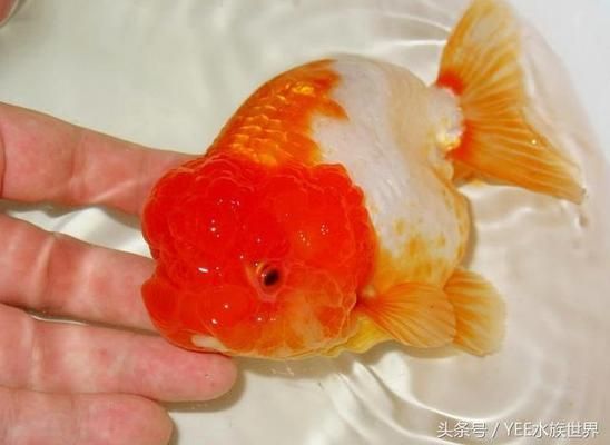 金龍魚頭部有綠苔:金龍魚頭部有綠苔怎么辦 龍魚百科 第2張 金龍魚頭部有綠苔:金龍魚頭部有綠苔怎么辦 金龍魚頭部有綠苔:金龍魚頭部有綠苔怎么辦 龍魚百科 第2張