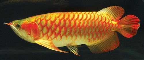 紅龍魚怎么養換水的話自來水可以嗎(紅龍魚飼養常見誤區) 龍魚百科 第4張 紅龍魚怎么養換水的話自來水可以嗎(紅龍魚飼養常見誤區) 紅龍魚怎么養換水的話自來水可以嗎(紅龍魚飼養常見誤區) 龍魚百科 第4張