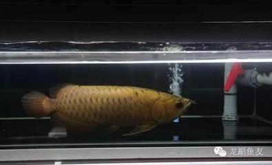 龍魚漁場排名前十是什么魚：探索龍魚漁場十大頂級品其市場價值 龍魚漁場排名前十是什么魚：探索龍魚漁場十大頂級品其市場價值 龍魚百科 第1張