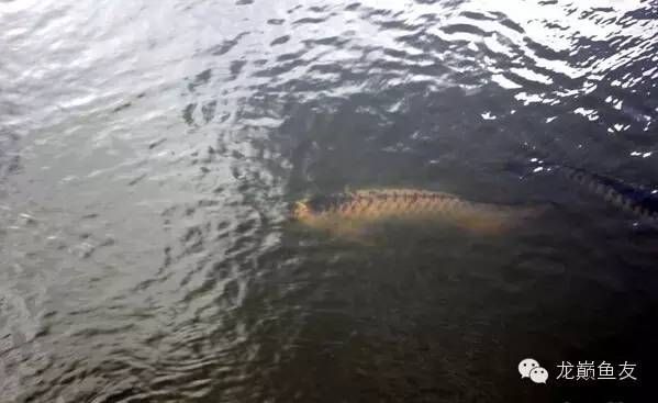龍魚漁場排名前十是什么魚：探索龍魚漁場十大頂級品其市場價值 龍魚漁場排名前十是什么魚：探索龍魚漁場十大頂級品其市場價值 龍魚百科 第5張