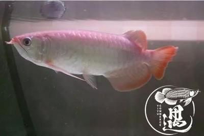 龍魚漁場排名前十是什么魚：探索龍魚漁場十大頂級品其市場價值 龍魚漁場排名前十是什么魚：探索龍魚漁場十大頂級品其市場價值 龍魚百科 第4張