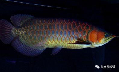 紅龍魚排行榜前十名品種有哪些（紅龍魚品種排行榜前十名的品種介紹）