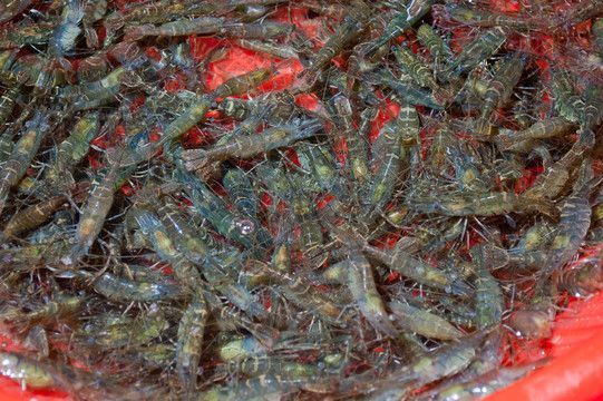 龍魚吃青蝦好還是河蝦好，龍魚吃青蝦好還是青蝦好：龍魚吃青蝦好還是河蝦好呢