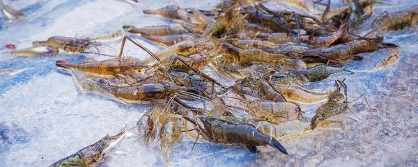 龍魚吃青蝦好還是河蝦好，龍魚吃青蝦好還是青蝦好：龍魚吃青蝦好還是河蝦好呢