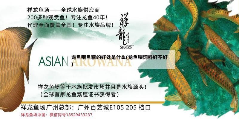 龍魚喂魚糧的好處是什么：喂食魚糧對(duì)龍魚的生長和發(fā)展有多個(gè)好處