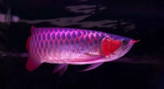 蘇州龍魚好養嗎知乎 蘇州龍魚好養嗎知乎 龍魚百科 第1張