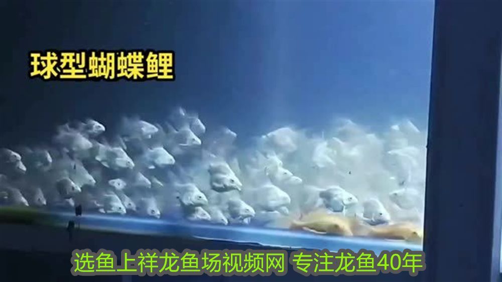龍魚嘴爛了用什么藥最好用呢：龍魚嘴爛了用什么藥最好？全面解析治療方案與預防措施 龍魚嘴爛了用什么藥最好用呢：龍魚嘴爛了用什么藥最好？全面解析治療方案與預防措施 龍魚百科 第2張