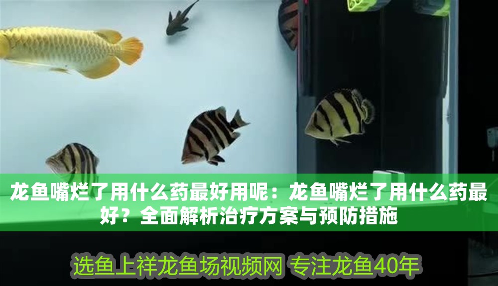 龍魚嘴爛了用什么藥最好用呢：龍魚嘴爛了用什么藥最好？全面解析治療方案與預防措施 龍魚嘴爛了用什么藥最好用呢：龍魚嘴爛了用什么藥最好？全面解析治療方案與預防措施 龍魚百科 第1張
