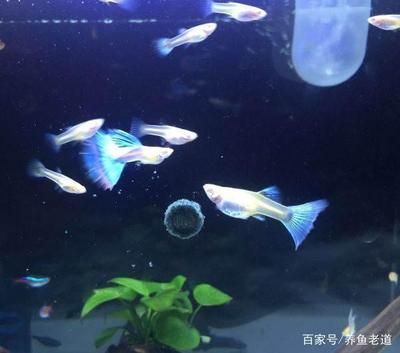 魚缸養龍魚的飼養管理方法有哪些（關于龍魚的飼養管理方法）