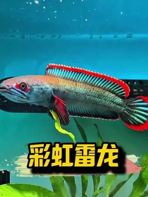 彩虹雷龍魚圖片大全欣賞圖