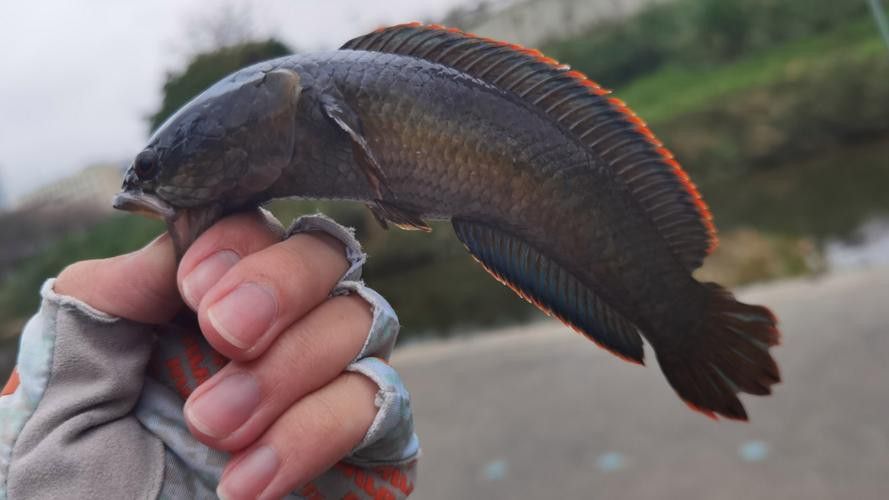 彩虹雷龍魚圖片大全欣賞圖