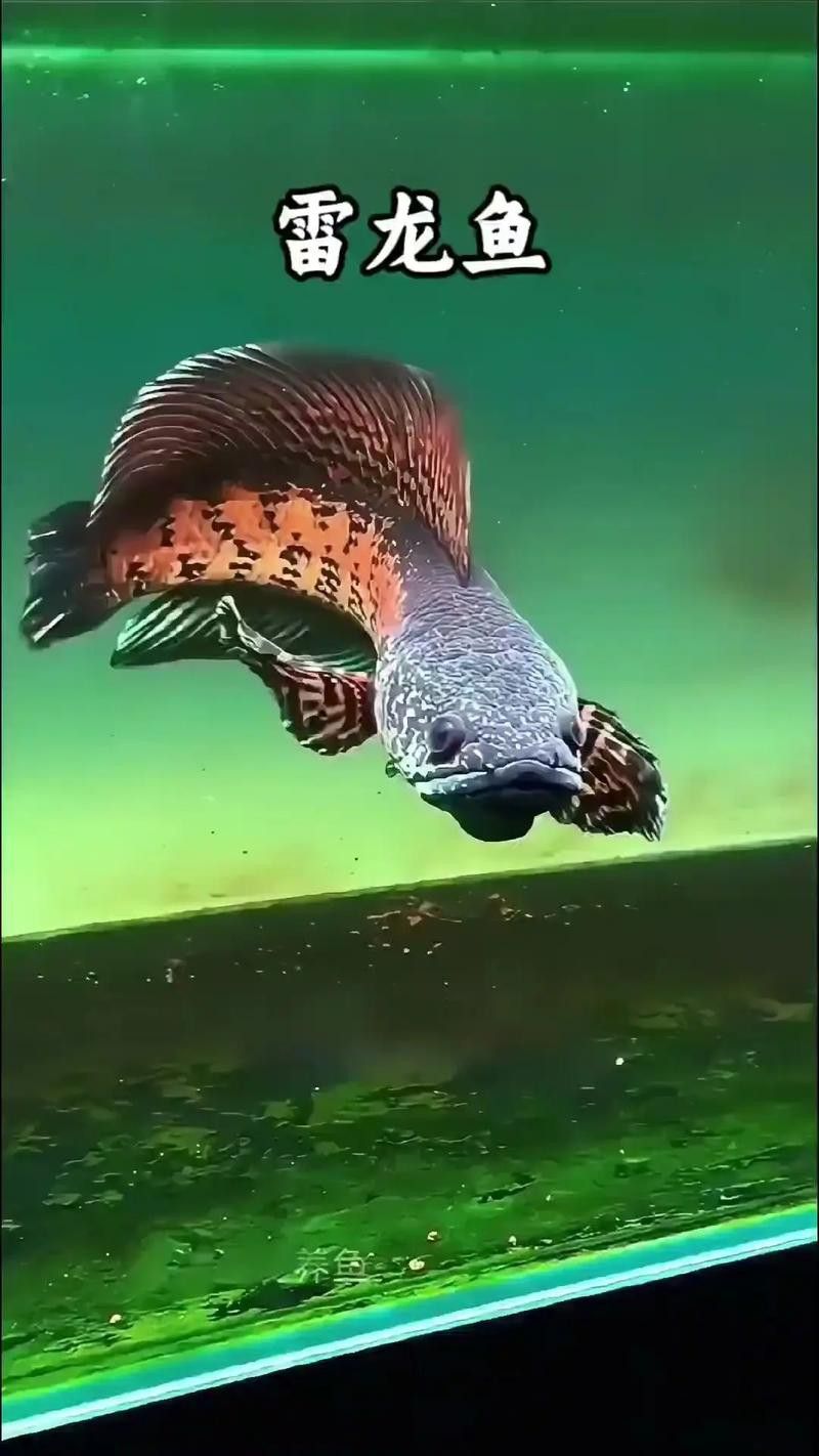 彩虹雷龍魚圖片大全欣賞圖