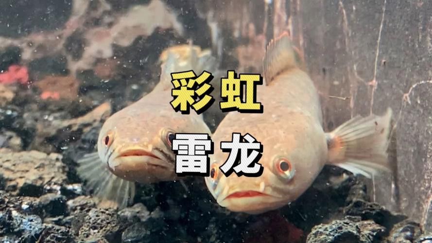 彩虹雷龍魚圖片大全欣賞圖