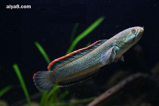 彩虹雷龍魚圖片大全欣賞圖