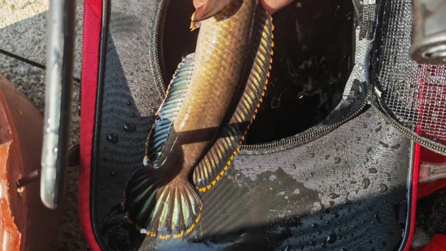 彩虹雷龍魚圖片大全欣賞圖