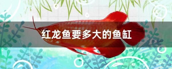 紅龍魚一年長多大正常（養一年的血紅龍魚能長多大）